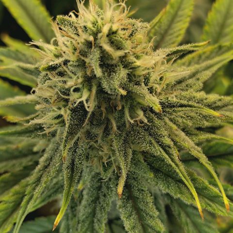 Blueberry Muffin  #3 growlog timeline photo