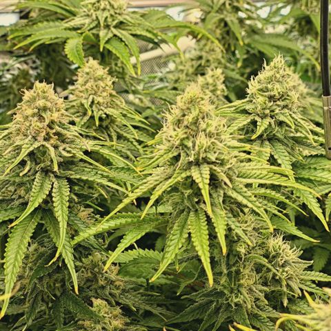 Blueberry Muffin  #3 growlog timeline photo