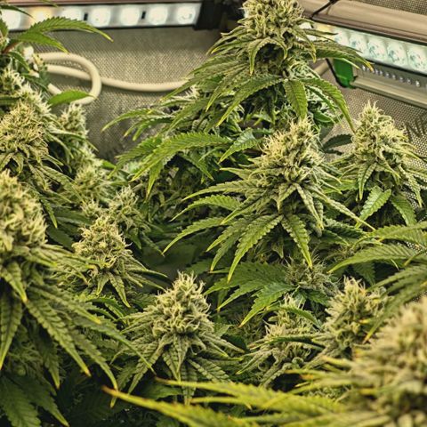 Blueberry Muffin  #3 growlog timeline photo