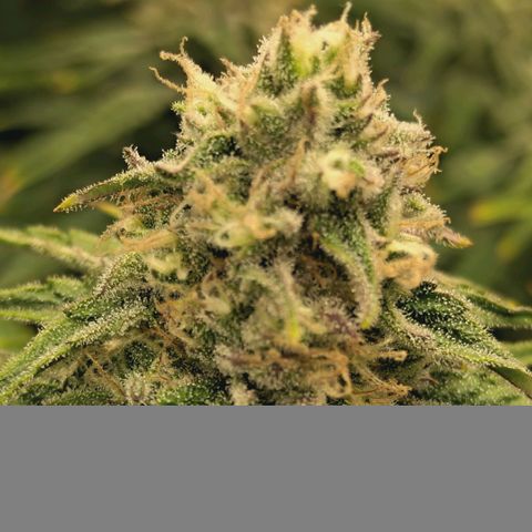 Blueberry Muffin  #3 growlog timeline photo