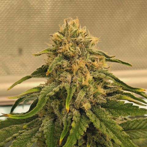 Blueberry Muffin  #3 growlog timeline photo
