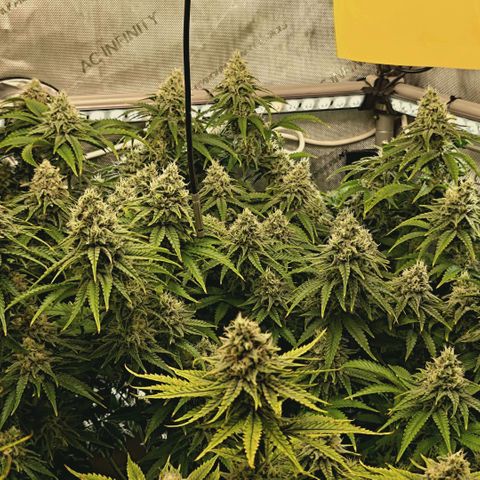 Blueberry Muffin  #3 growlog timeline photo