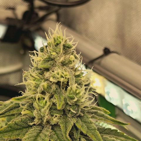 Blueberry Muffin  #3 growlog timeline photo