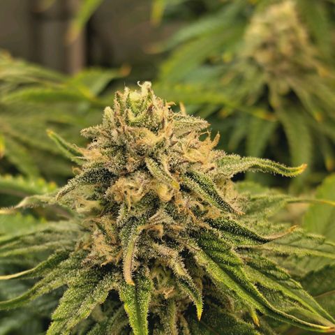 Blueberry Muffin  #3 growlog timeline photo