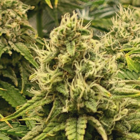 Blueberry Muffin  #3 growlog timeline photo
