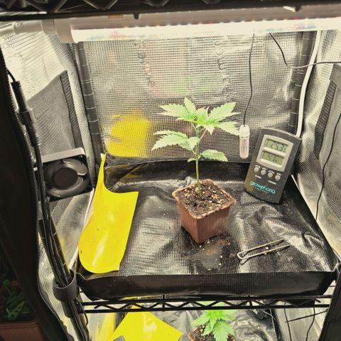 Hella Jelly #1 growlog timeline photo
