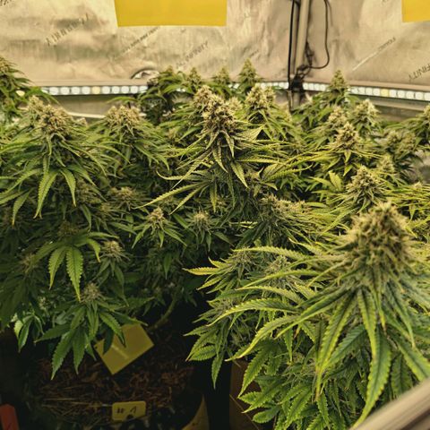 Blueberry Muffin  #3 growlog timeline photo