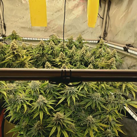 Blueberry Muffin  #3 growlog timeline photo