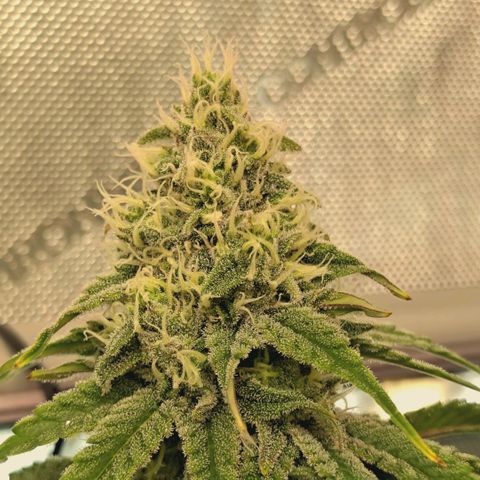 Blueberry Muffin  #3 growlog timeline photo