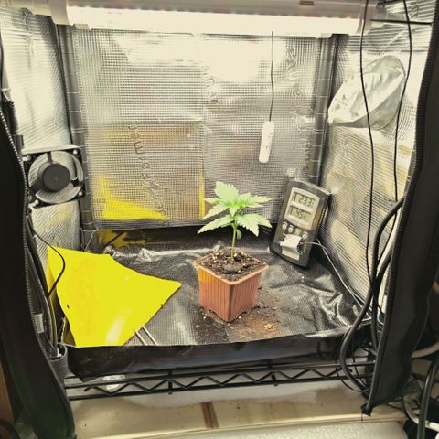 Hella Jelly #1 growlog timeline photo