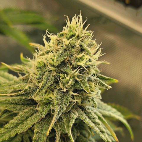 Blueberry Muffin  #3 growlog timeline photo