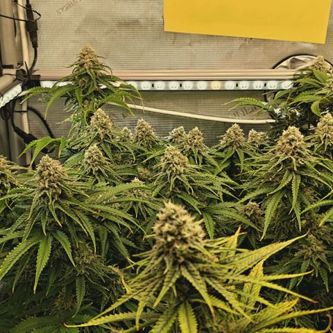 Blueberry Muffin  #3 growlog timeline photo