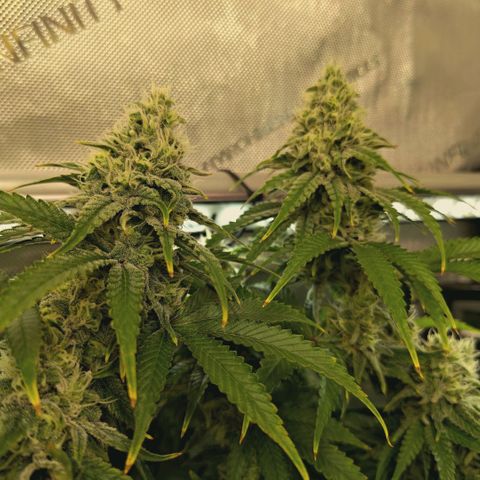 Blueberry Muffin  #3 growlog timeline photo