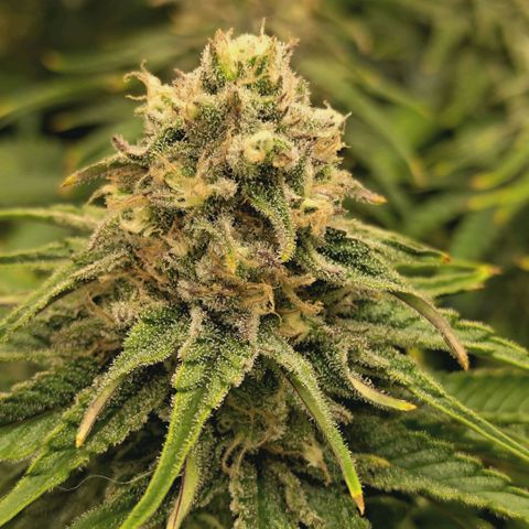 Blueberry Muffin  #3 growlog timeline photo