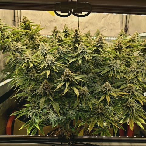 Blueberry Muffin  #3 growlog timeline photo
