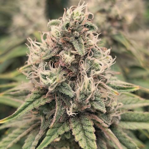 Blueberry Muffin  #3 growlog timeline photo