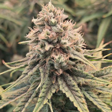 Blueberry Muffin  #3 growlog timeline photo