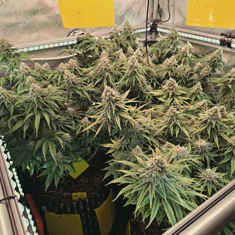 Blueberry Muffin  #3 growlog timeline photo