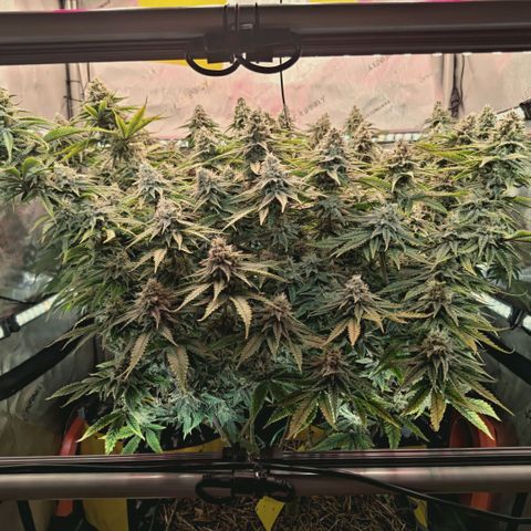 Blueberry Muffin  #3 growlog timeline photo