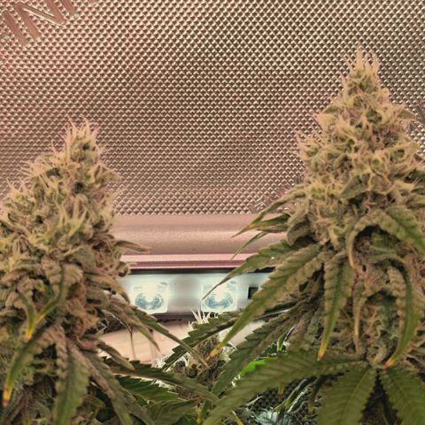 Blueberry Muffin  #3 growlog timeline photo