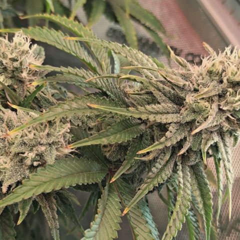 Blueberry Muffin  #3 growlog timeline photo