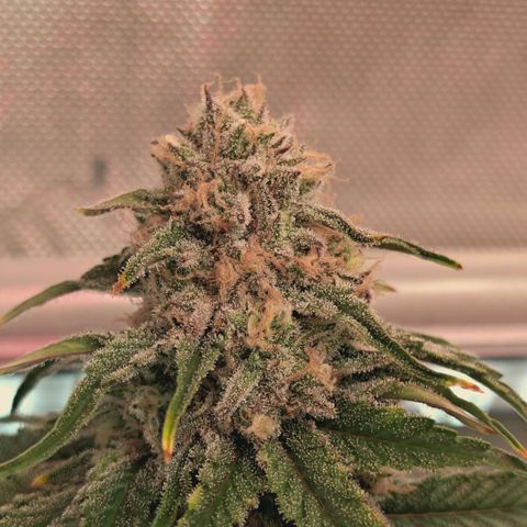 Blueberry Muffin  #3 growlog timeline photo