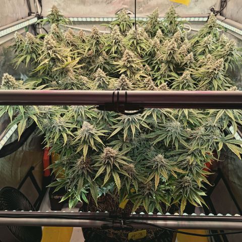 Blueberry Muffin  #3 growlog timeline photo
