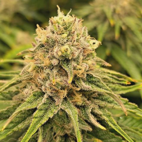 Blueberry Muffin  #3 growlog timeline photo