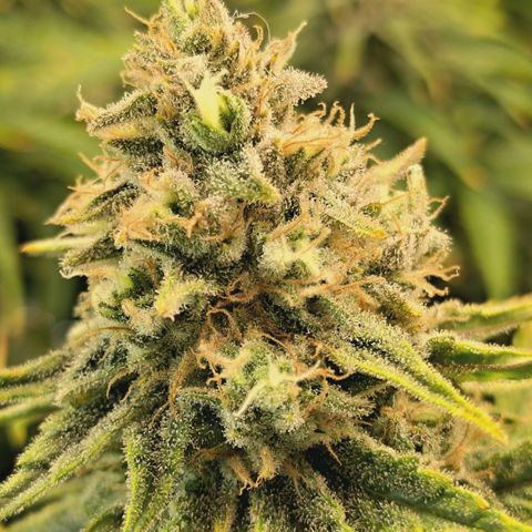 Blueberry Muffin  #3 growlog timeline photo