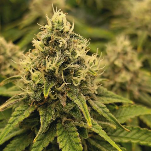 Blueberry Muffin  #3 growlog timeline photo