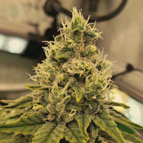 Blueberry Muffin  #3 growlog timeline photo