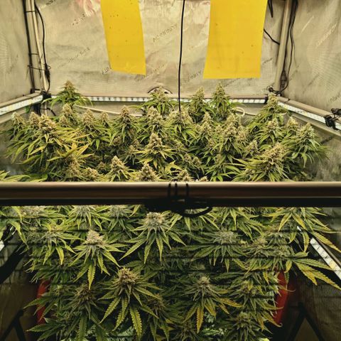 Blueberry Muffin  #3 growlog timeline photo