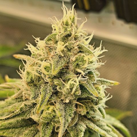Blueberry Muffin  #3 growlog timeline photo