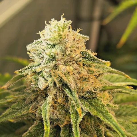 Blueberry Muffin  #3 growlog timeline photo
