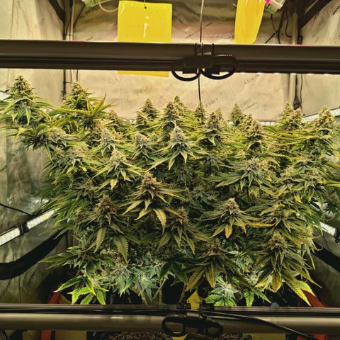 Blueberry Muffin  #3 growlog timeline photo