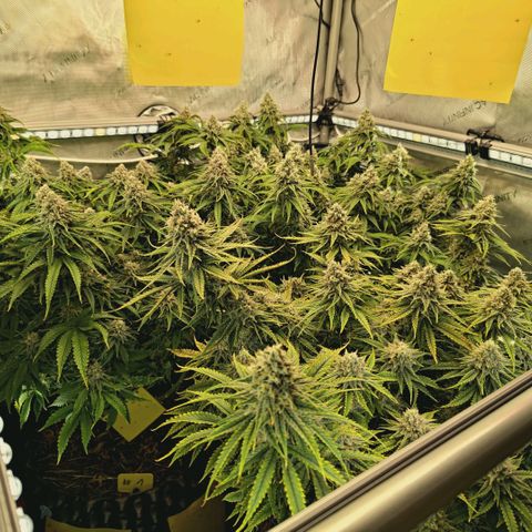 Blueberry Muffin  #3 growlog timeline photo