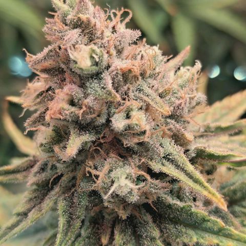 Blueberry Muffin  #3 growlog timeline photo