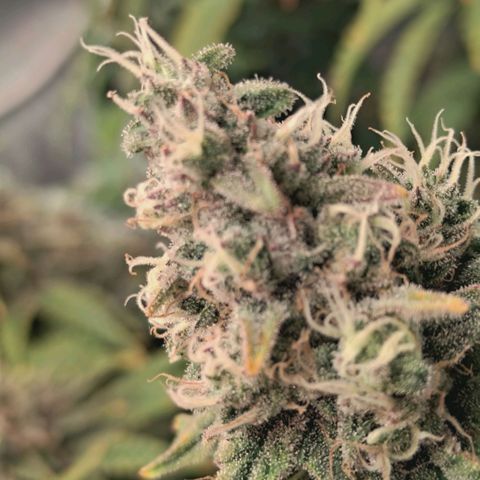 Blueberry Muffin  #3 growlog timeline photo