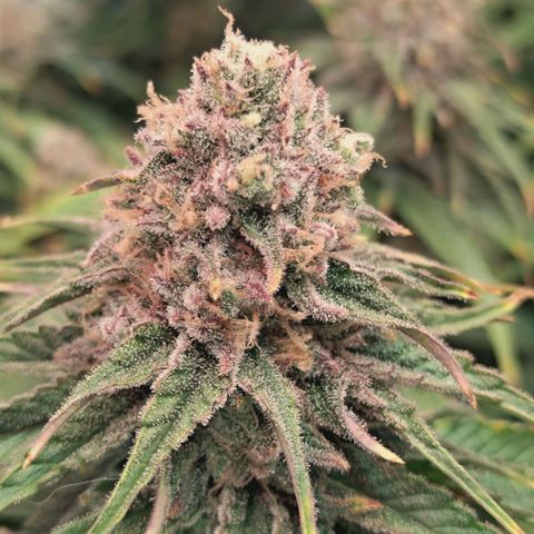 Blueberry Muffin  #3 growlog timeline photo