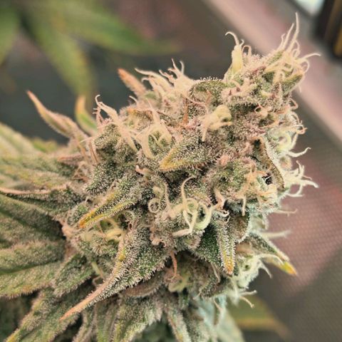 Blueberry Muffin  #3 growlog timeline photo