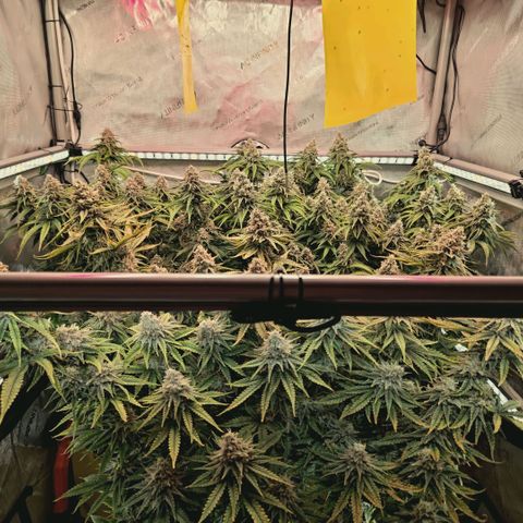Blueberry Muffin  #3 growlog timeline photo