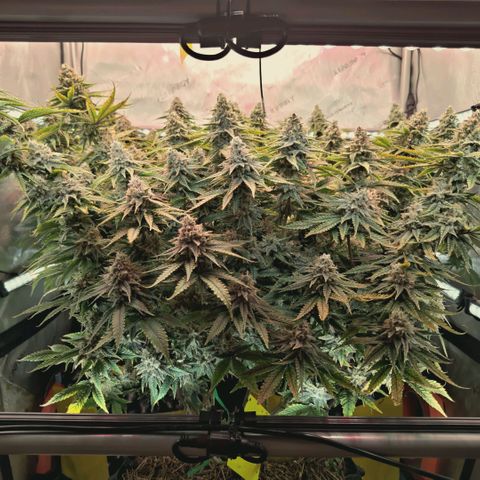 Blueberry Muffin  #3 growlog timeline photo