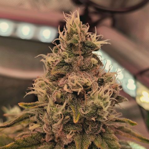 Blueberry Muffin  #3 growlog timeline photo