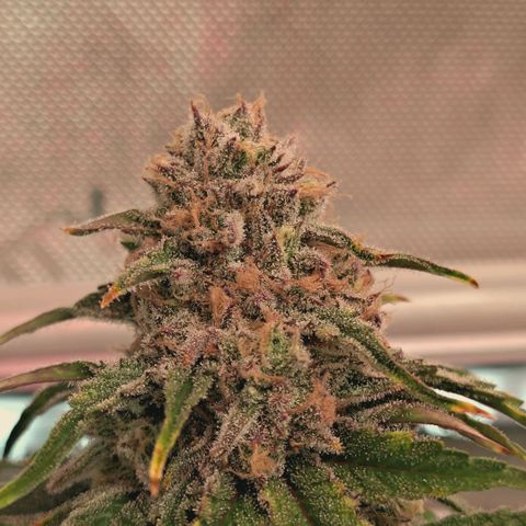 Blueberry Muffin  #3 growlog timeline photo