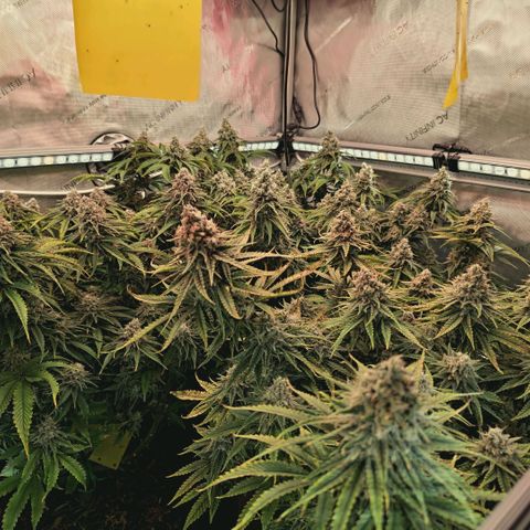 Blueberry Muffin  #3 growlog timeline photo