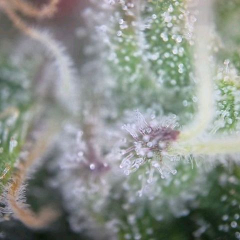 Blueberry Muffin  #3 growlog timeline photo
