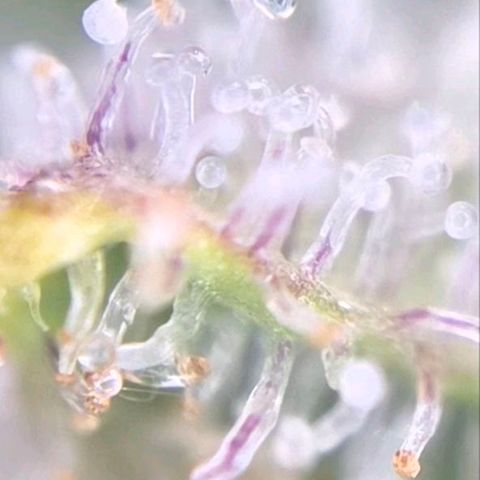 Blueberry Muffin  #3 growlog timeline photo