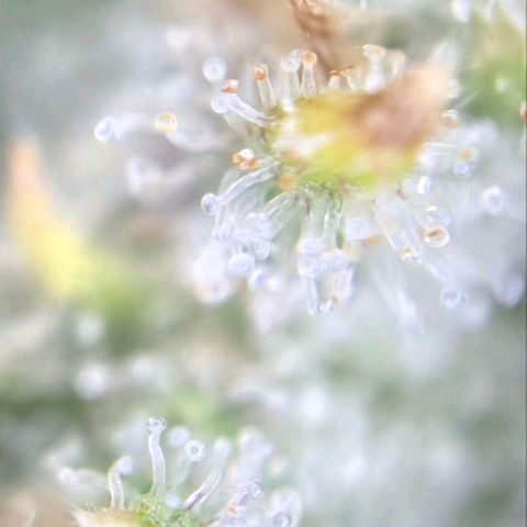 Blueberry Muffin  #3 growlog timeline photo