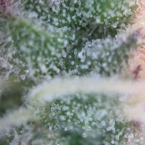Blueberry Muffin  #3 growlog timeline photo