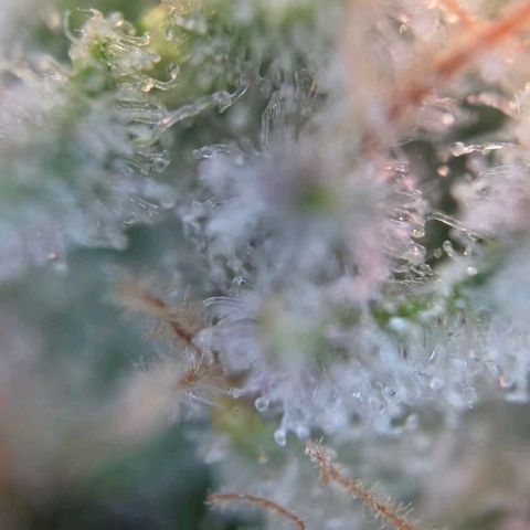 Blueberry Muffin  #3 growlog timeline photo